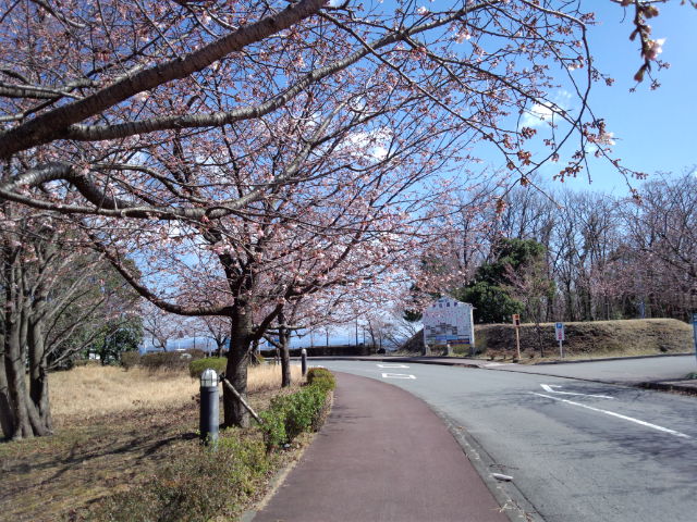20120312大寒桜.jpg