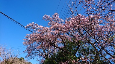 寒桜.JPG