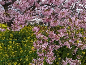 菜の花と河津桜.jpg